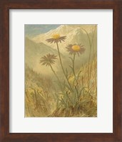 Framed Alpine Florals III