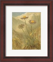 Framed Alpine Florals III