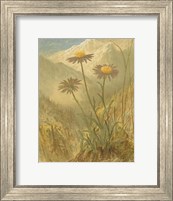 Framed Alpine Florals III