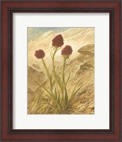 Framed Alpine Florals IV