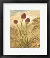 Framed Alpine Florals IV