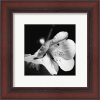 Framed Quince Blossoms II