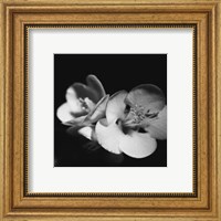 Framed Quince Blossoms IV