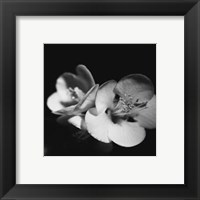 Framed Quince Blossoms IV