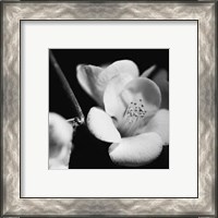 Framed Quince Blossoms V