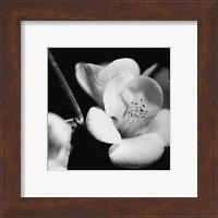 Framed Quince Blossoms V