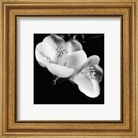 Framed Quince Blossoms VI