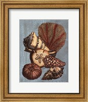 Framed Crackled Shell and Coral Collection on Aqua II