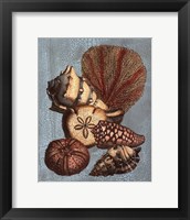 Crackled Shell and Coral Collection on Aqua II Framed Print