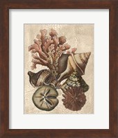 Framed Crackled Shell and Coral Collection on Cream I
