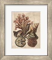 Framed Crackled Shell and Coral Collection on Cream I