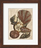 Framed Crackled Shell and Coral Collection on Cream II
