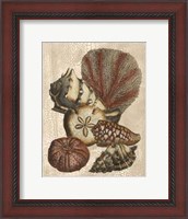 Framed Crackled Shell and Coral Collection on Cream II