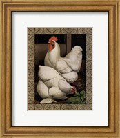 Framed Cassell's Roosters with Border I