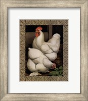 Framed Cassell's Roosters with Border I