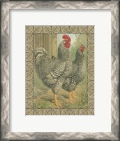 Framed Cassell's Roosters with Border II