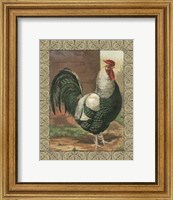 Framed Cassell's Roosters with Border IV