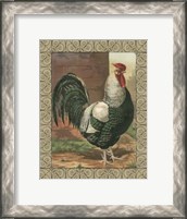 Framed Cassell's Roosters with Border IV