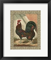 Framed Cassell's Roosters with Border V