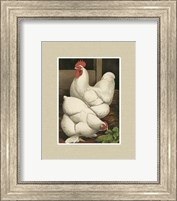 Framed Cassell's Roosters with Mat I