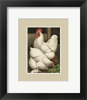 Framed Cassell's Roosters with Mat I
