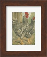 Framed Cassell's Roosters with Mat II