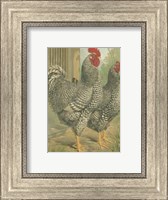 Framed Cassell's Roosters with Mat II