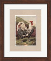 Framed Cassell's Roosters with Mat III