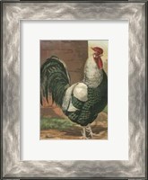 Framed Cassell's Roosters with Mat IV