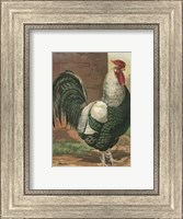 Framed Cassell's Roosters with Mat IV
