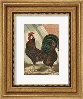 Framed Cassell's Roosters with Mat V