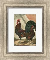 Framed Cassell's Roosters with Mat V