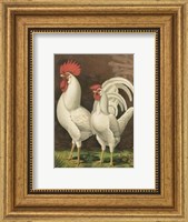 Framed Cassell's Roosters with Mat VI