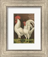 Framed Cassell's Roosters with Mat VI