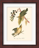 Framed Audubon's Warbler