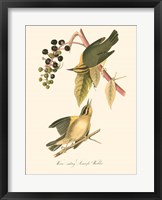 Framed Audubon's Warbler