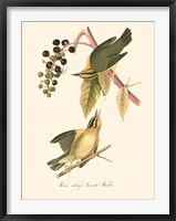 Framed Audubon's Warbler