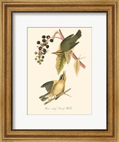 Framed Audubon's Warbler