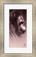 Framed Jo-Jo, the Orangutan