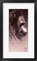 Jo-Jo, the Orangutan Framed Print