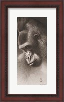 Framed Silver Back, the Gorilla