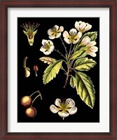 Framed Black Background Floral Studies I