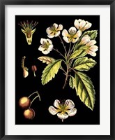 Framed Black Background Floral Studies I