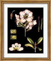 Framed Black Background Floral Studies II