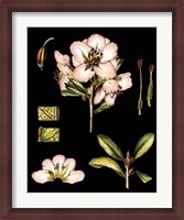 Framed Black Background Floral Studies II