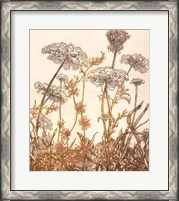 Framed Field of Lace I