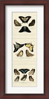 Framed Antique Butterfly Panel I