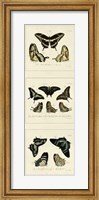 Framed Antique Butterfly Panel II