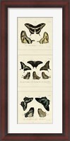Framed Antique Butterfly Panel II