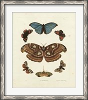 Framed Butterflies II